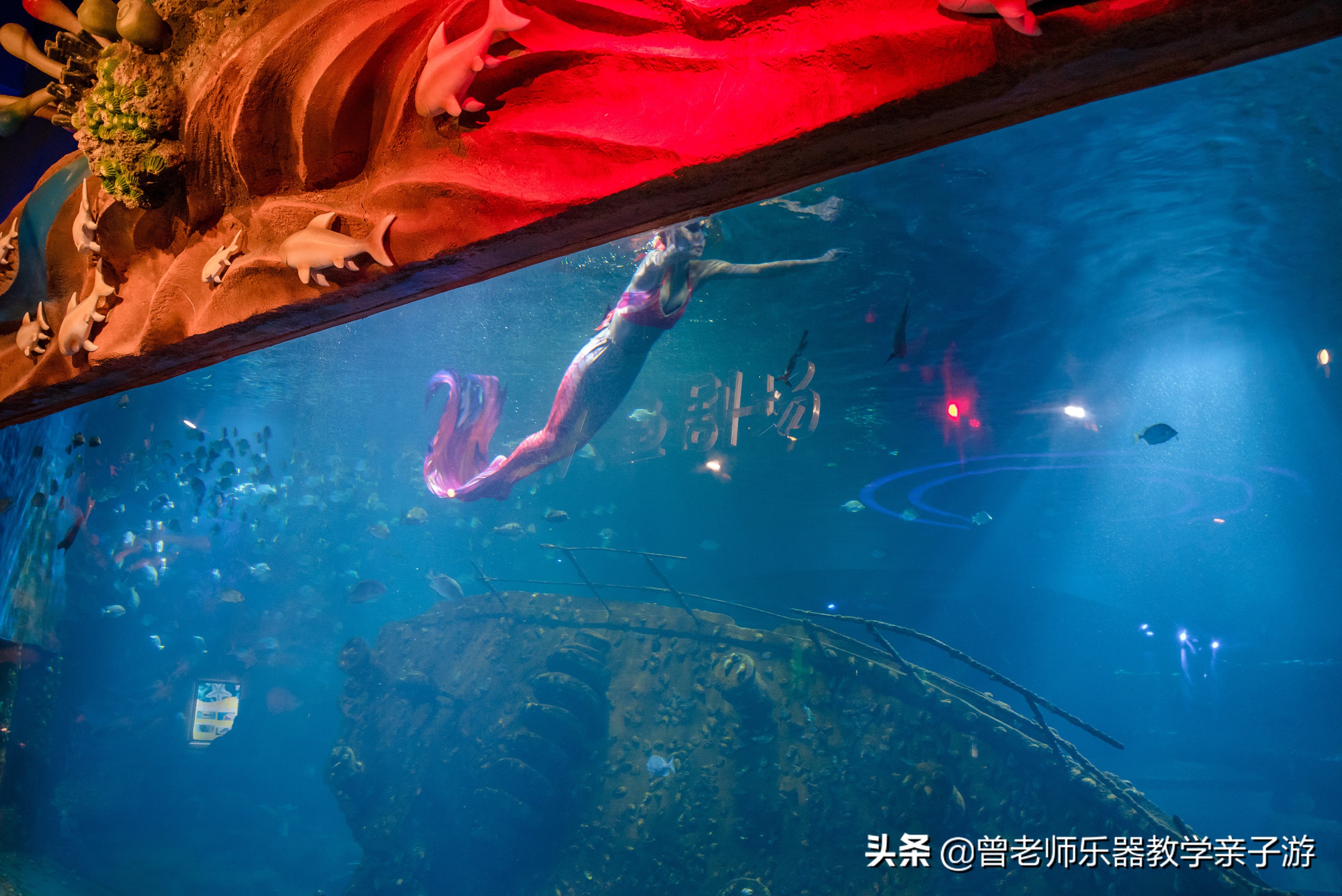 西安海洋公园海豚表演,西安太奥海洋馆