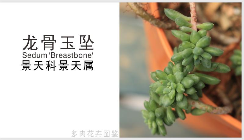 龙骨玉缀多肉,龙骨多肉品种图片大全