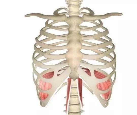 瑜伽练习中，如何正确的“收腹”，启动核心？