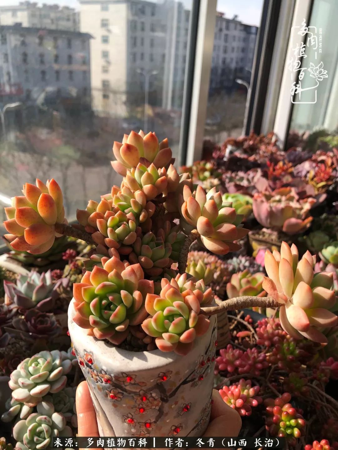 新手养的多肉怎么管理好看,阳台养多肉正确方法