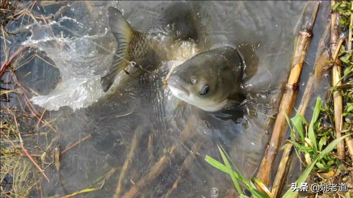 野钓双钩换单钩直接剪吗,野钓单钩通线防小鱼闹窝