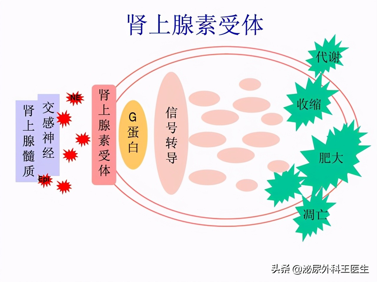 坦索罗辛只能治疗男性吗,坦索罗辛尿频改善时间