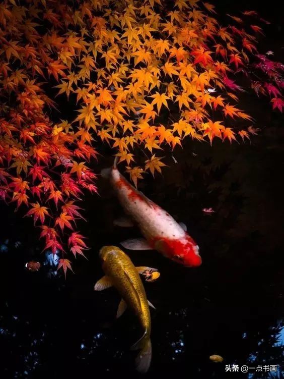 池中之仙，惊艳若此——锦鲤