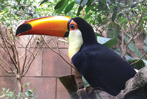 动物世界中最小的昆虫,动物世界最奇特的鸟