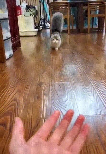 猫和老虎能杂交生育吗,猫和老虎可以生育吗