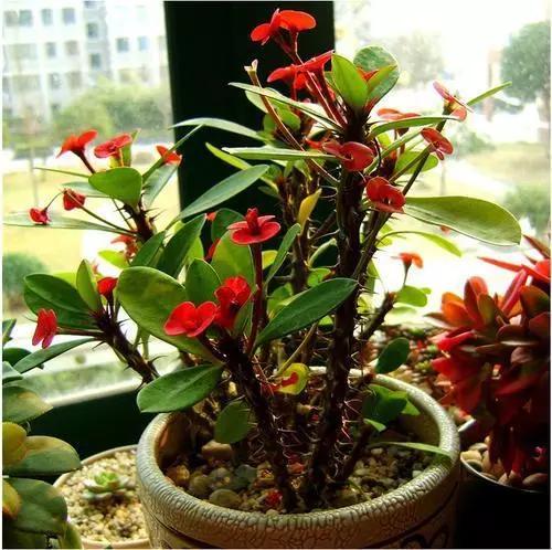 室内的花什么时候搬出去比较好,不宜室内养的5种花