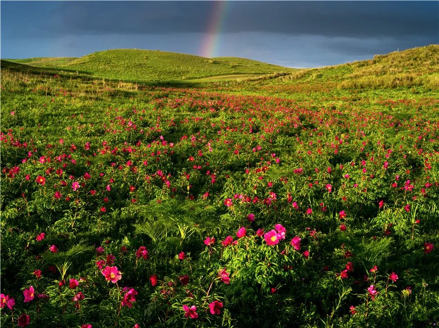 塔城生态环境优美,新疆是个好地方塔城