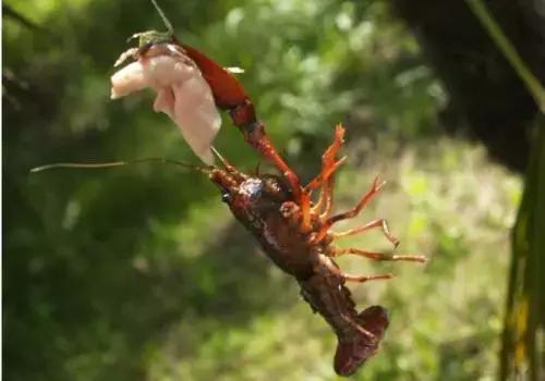 重庆野钓小龙虾哪里最多,重庆小龙虾怎么钓图