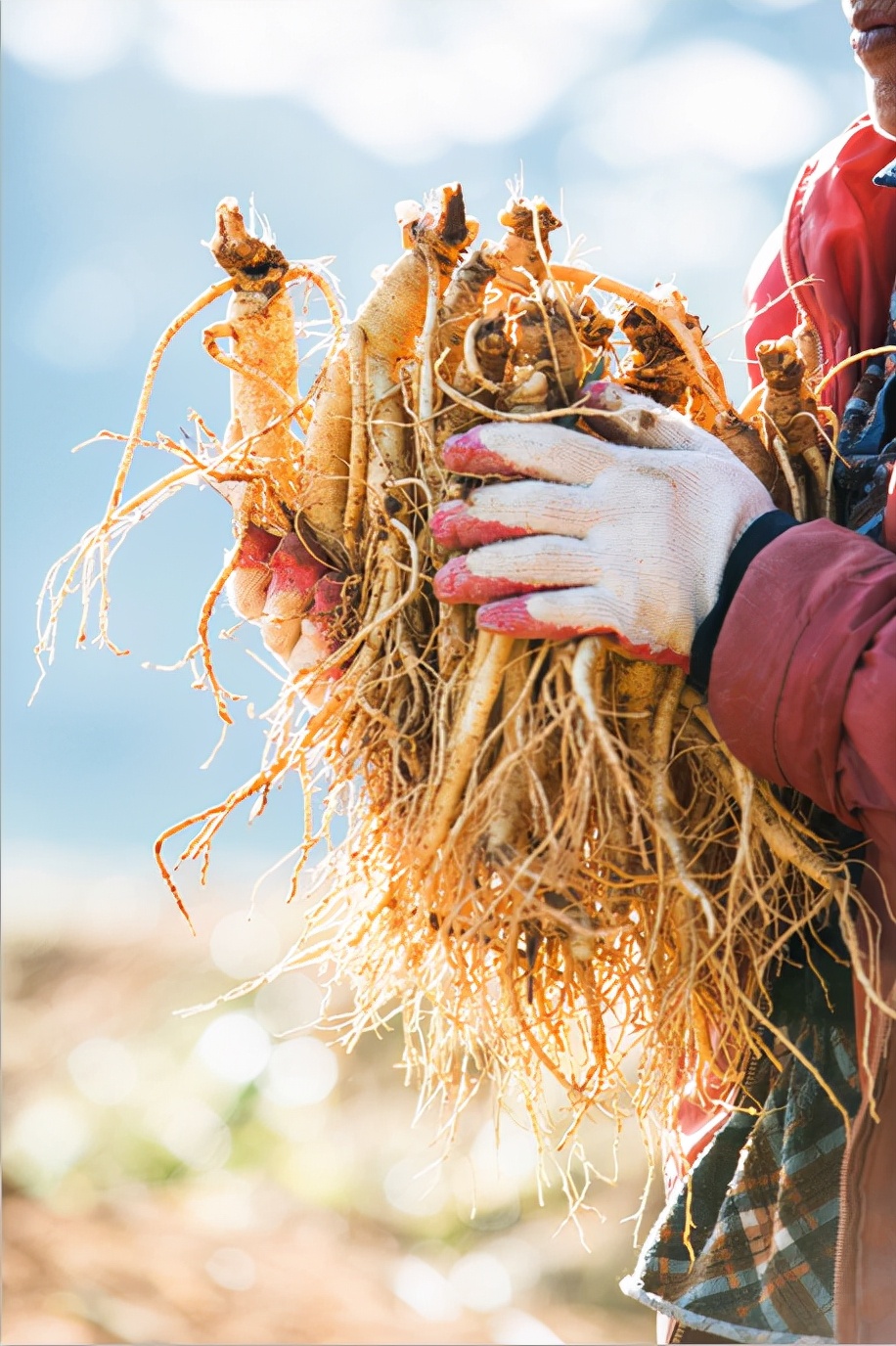 韩国正官庄红参怎样吃最好,韩国正官庄红参