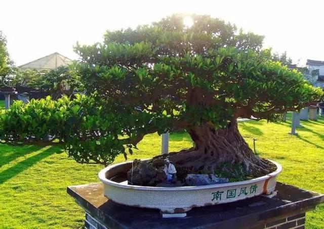 最贵的盆栽值多少钱,价格最昂贵的盆栽