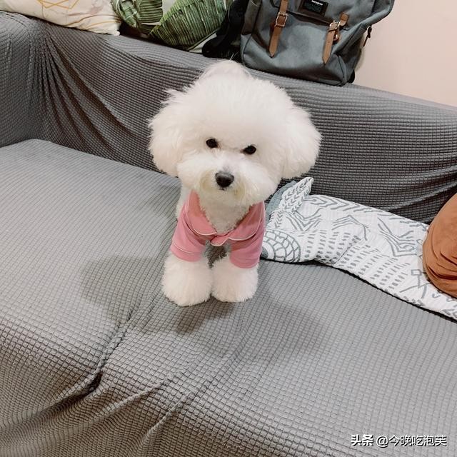 比熊坐马桶,比熊坐地上走