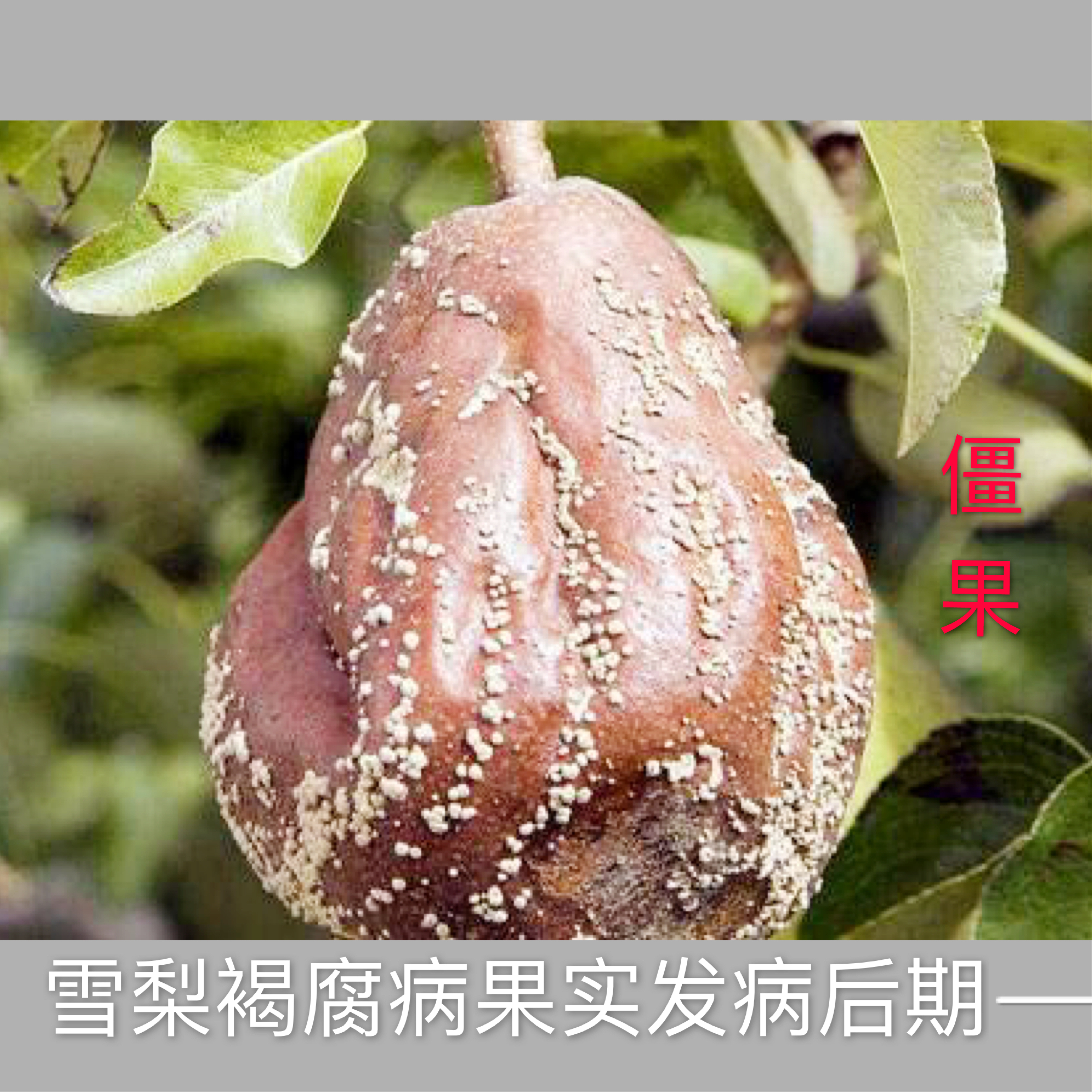 怎样防治晚秋黄梨烂果,梨褐腐病防治方法