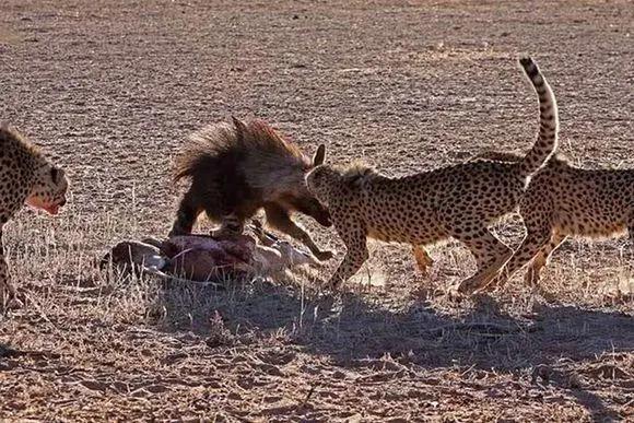 胡狼“大帝”：比平头哥胆子还大的非洲蹭饭王