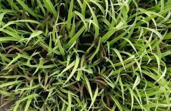 水稻秧苗红叶怎么办,水稻出现烂心红叶是什么原因