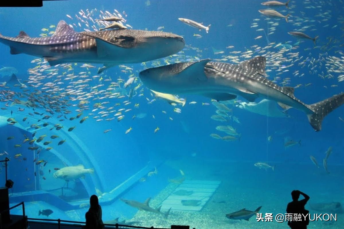 国内最大的海洋主题公园,世界最大的中国海洋公园