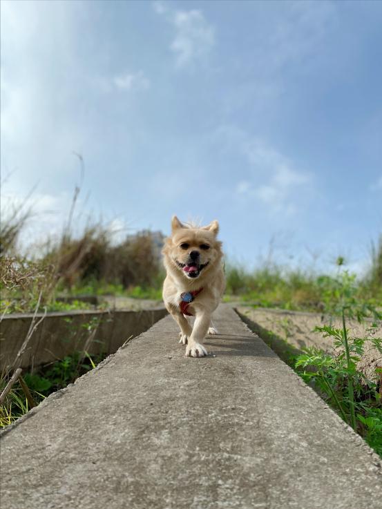 去花鸟市场600块钱买宠物,去宠物市场花100元买一只小土狗