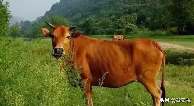 养牛不懂品种是不行的!牛品种大全!转了!