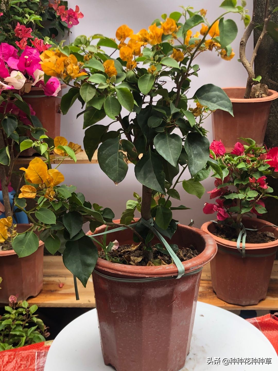 三角梅的花期是几月份至几月份,中国红三角梅花期长久吗