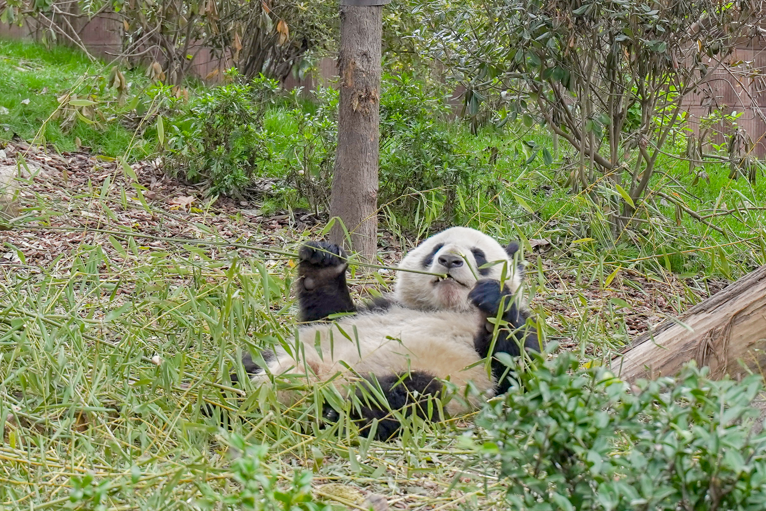 成华区大熊猫基地现在还可以去吗,成华区除了大熊猫还有什么好玩的