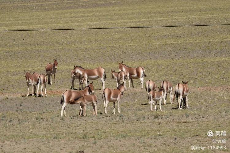 70岁的大爷用这篇游记告诉我们，阿里究竟值不值得去
