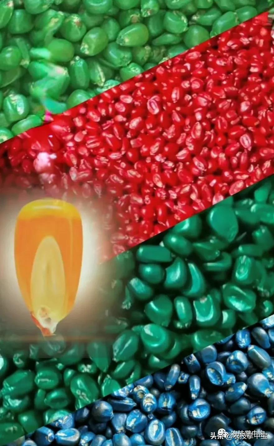 玉米大粒好还是小粒好,选玉米种子的标准是什么