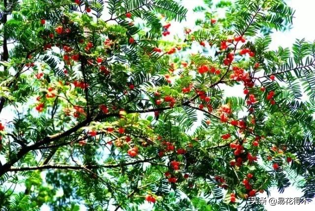 红豆杉和水杉有什么区别,红豆杉和水杉怎么辨别