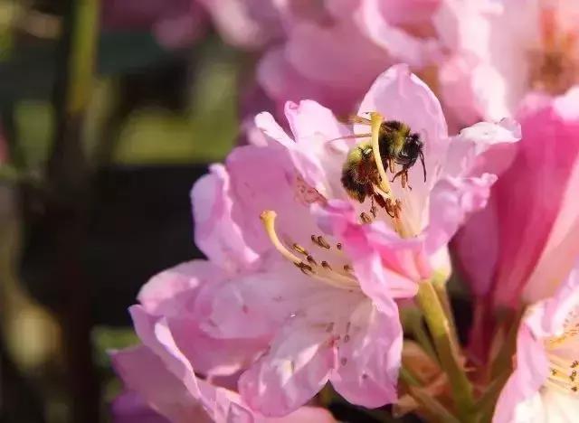 四月芳菲尽黄山杜鹃始盛开,人间四月芳菲尽高山杜鹃始盛开图