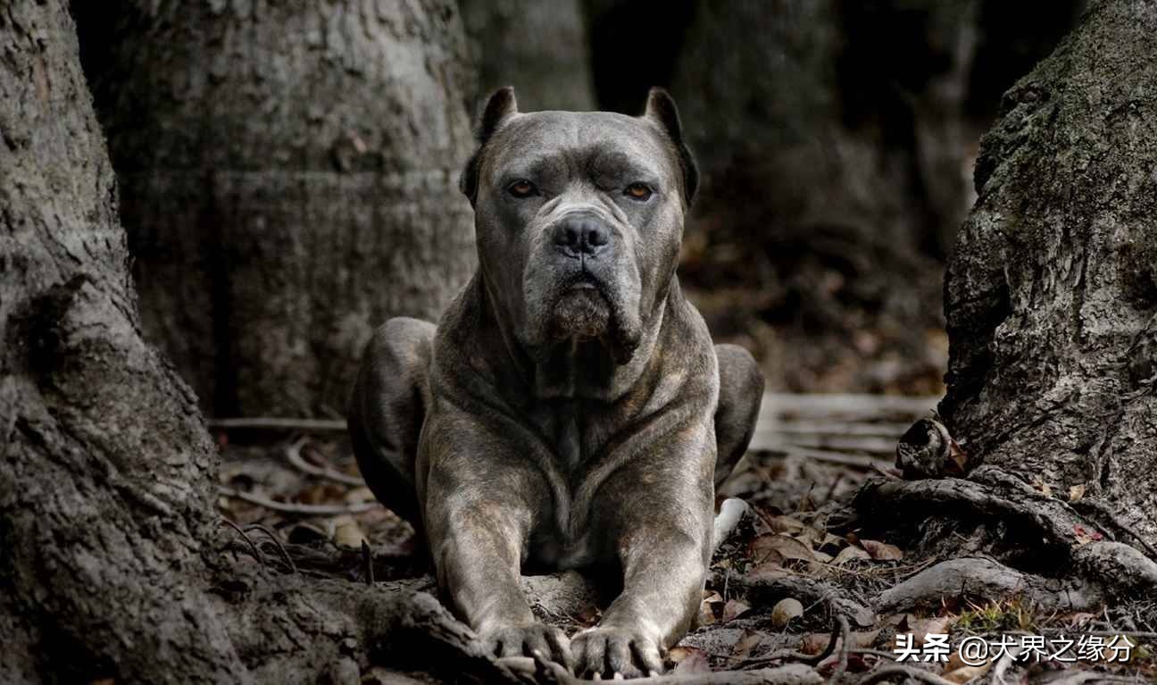 猛犬养殖靠谱吗,饲养猛犬注意事项