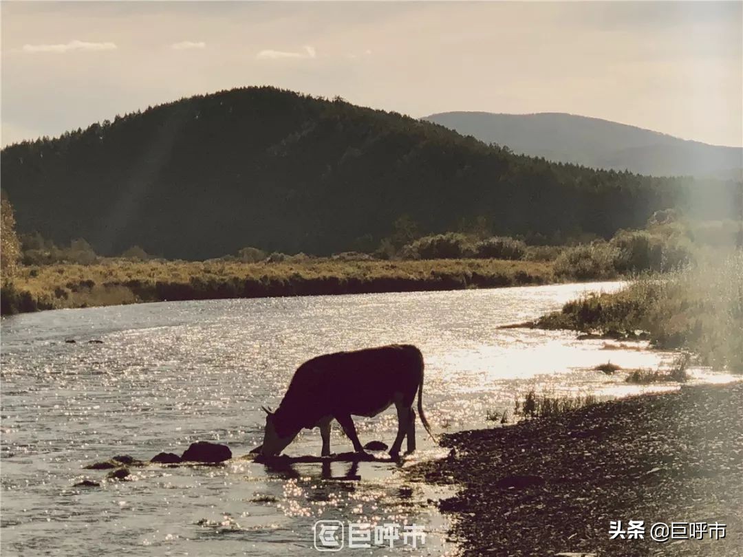 连著名导演都动心！这家餐吧颠覆了呼市人对蒙餐文化的理解