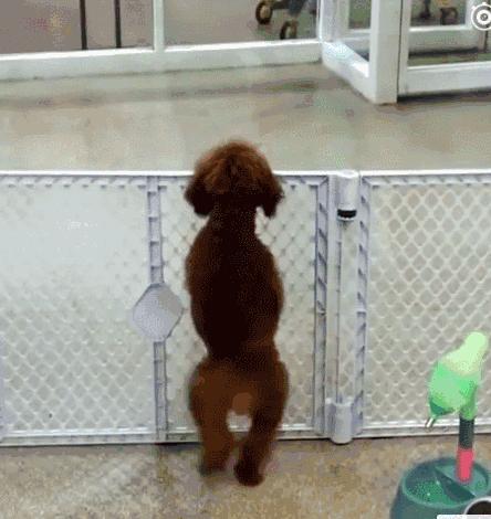 很可爱的狗被主人抛弃,可爱的泰迪被打残废