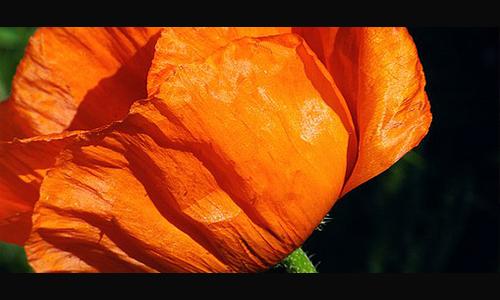 虚假应标如何处理,提供了虚假材料没有事实怎么处理