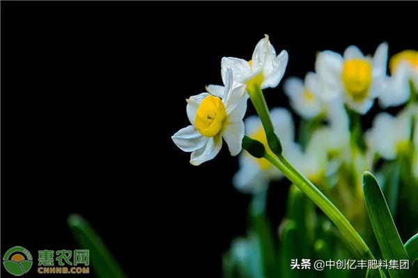 水仙花开败后怎么处理明年还能开,水养雕刻过水仙花开败后怎么办呢