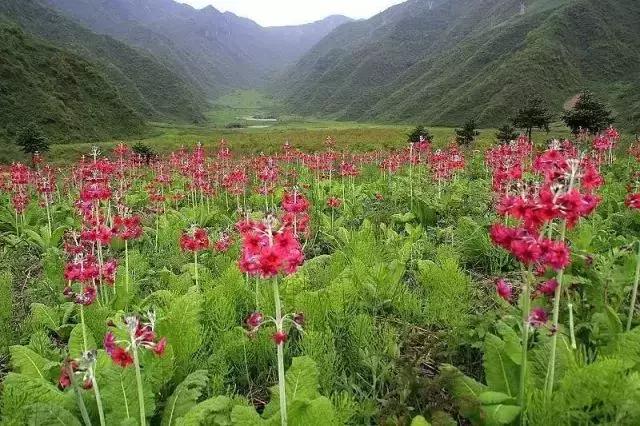 四川乐山金口河风景图片,四川乐山金口河老照片