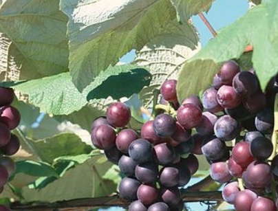 葡萄叶子发黄用什么农药,葡萄叶子发黄打啥农药好