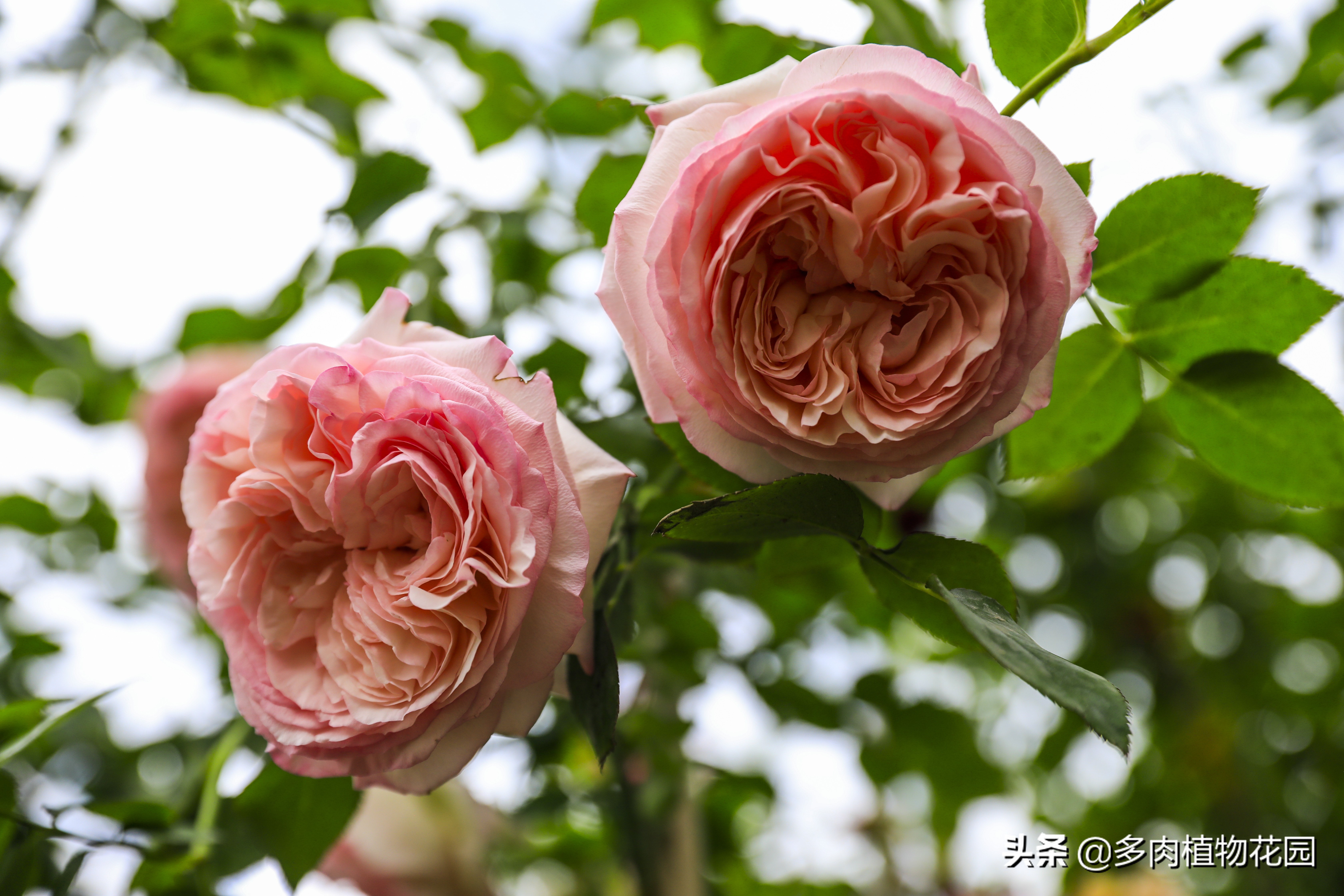 青州树型月季哪里有,青州种植月季花哪家好