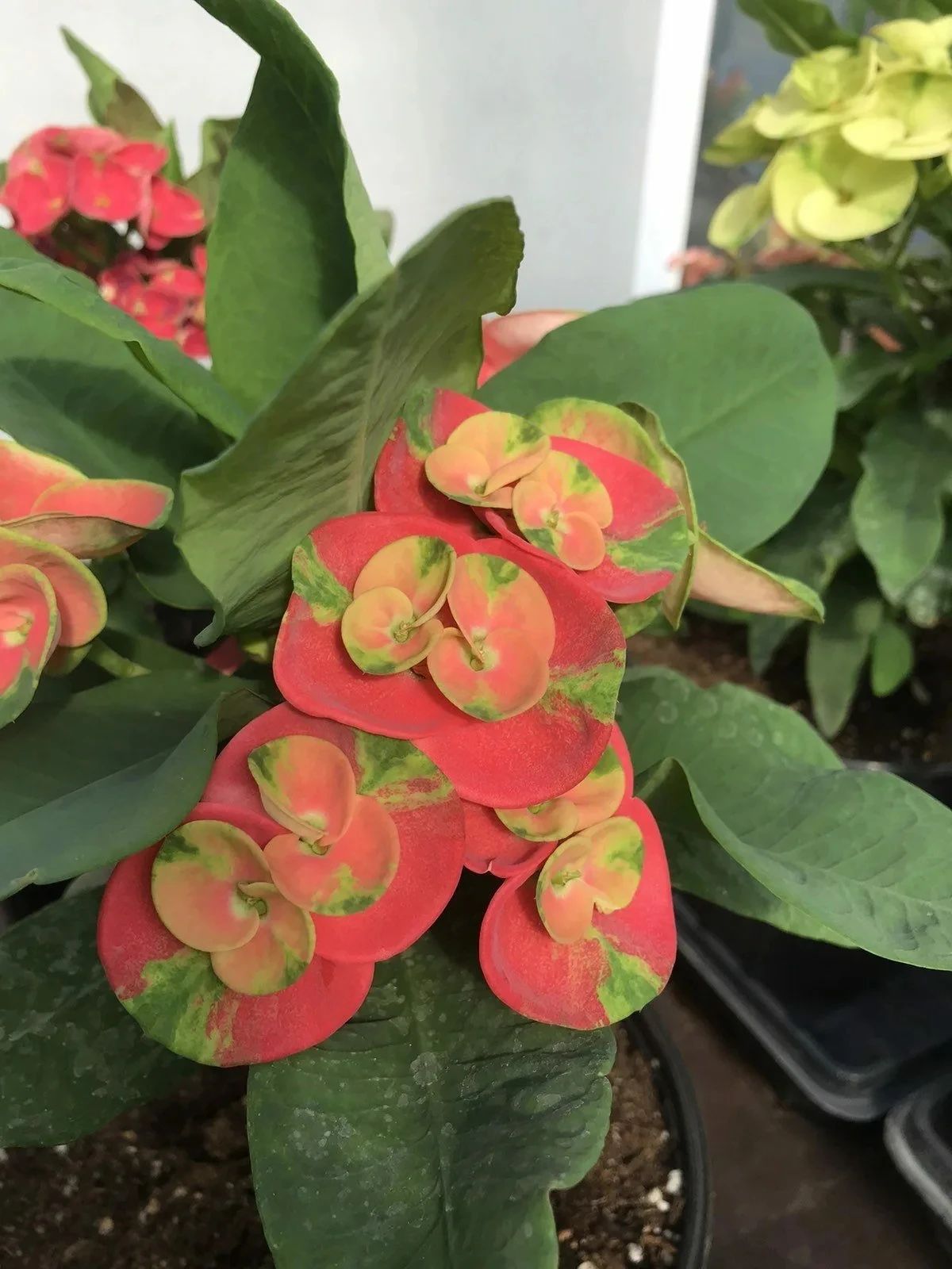 虎刺梅为什么首次开花是白色的,虎刺梅很高就是不开花怎么办