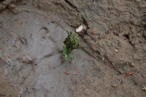 玉米土豆冻害怎么办,土豆霜冻怎样预防