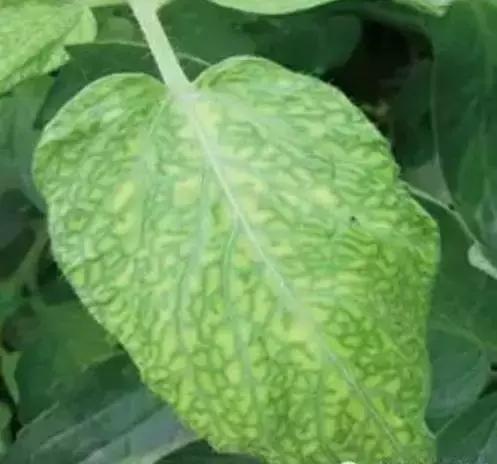 冬春大棚番茄病害怎么防治,番茄早春茬病虫害