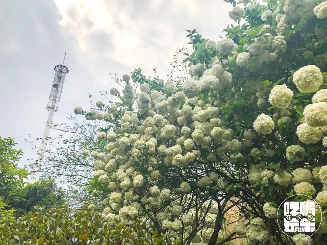 长沙民政学院位置好吗,长沙民政学院是干啥的