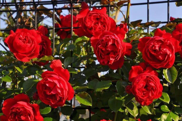 多季节开花勤花期长的藤本月季,藤本月季粉色龙沙宝石