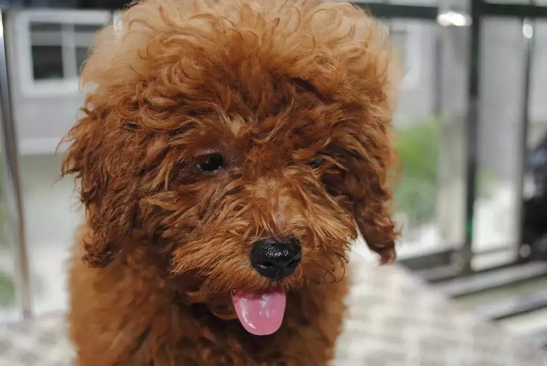 泰迪犬怎么训练十大基础动作,怎样训练泰迪犬的最好方法