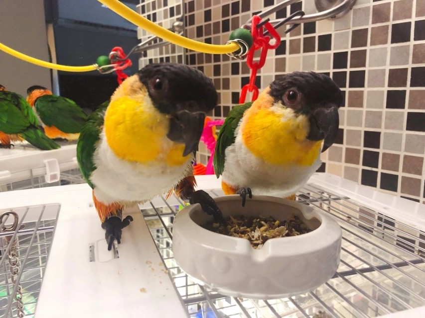 致每一位鹦鹉主人的一封信:想养鹦鹉必看的一篇文章|总结十年