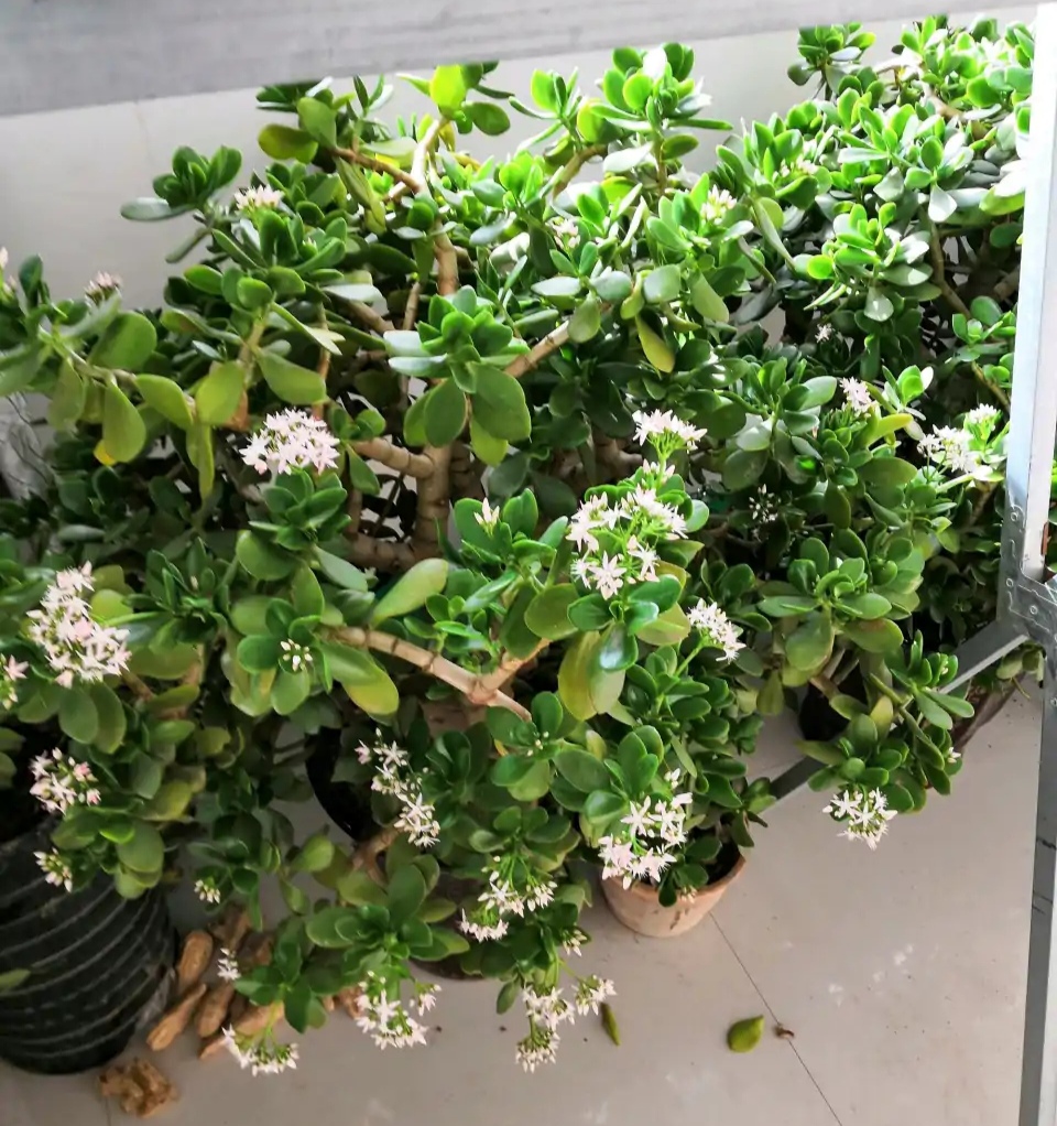 家里养的富贵花让你养几年才会开,客厅富贵花大全