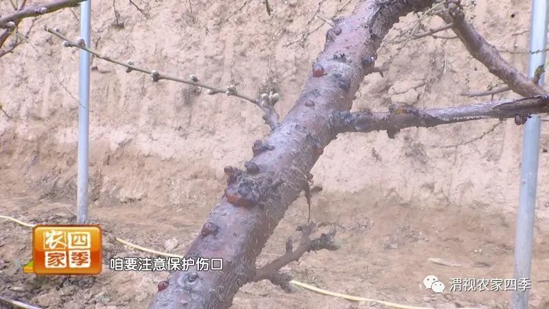 黄桃流胶病用什么药,油桃流胶病的防治方法