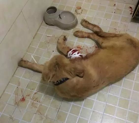 把猫咪打死了心情很沉重,发火了把猫咪差点打死猫咪会怎样