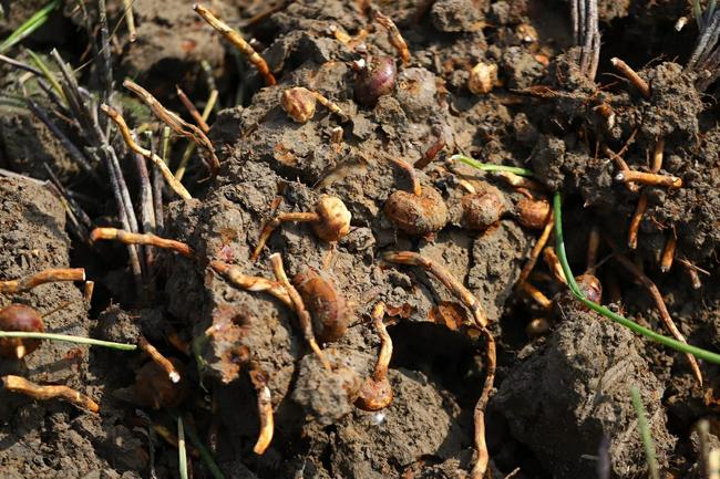 桂林荔浦马蹄：被誉为“地下明珠”，吃着清甜还能清热润肺