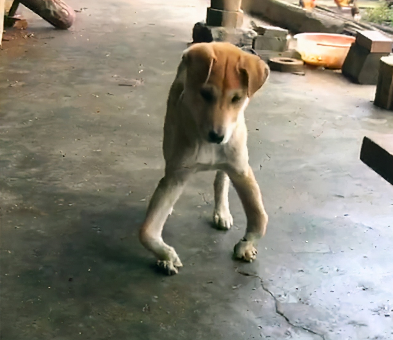 狗狗缺钙为什么会抽搐还有吐白沫,狗狗缺钙补钙针