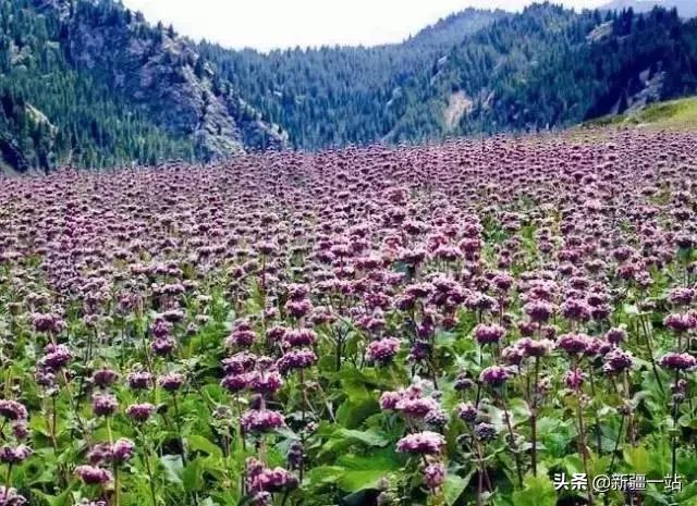 疆内哪里好玩风景好夏天,入疆必看景点大全