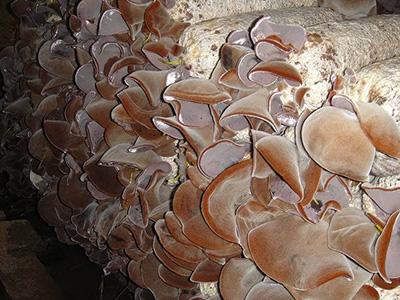 黑木耳打什么叶面肥能增产,黑木耳的种植技术