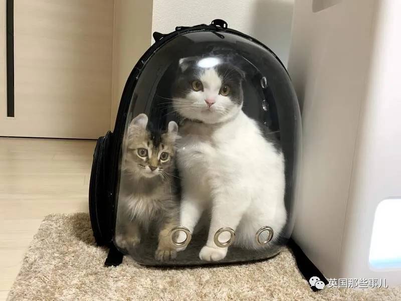 猫咪表情包喵星人,一组有故事的喵星人表情包